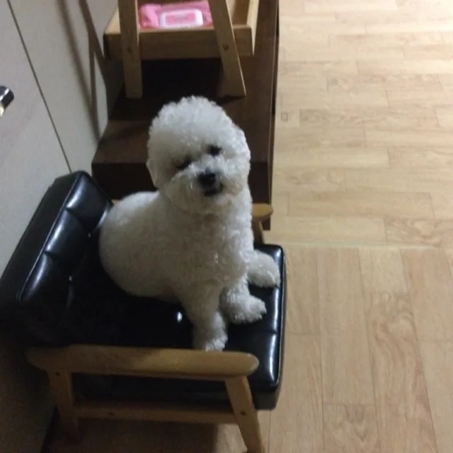 허니