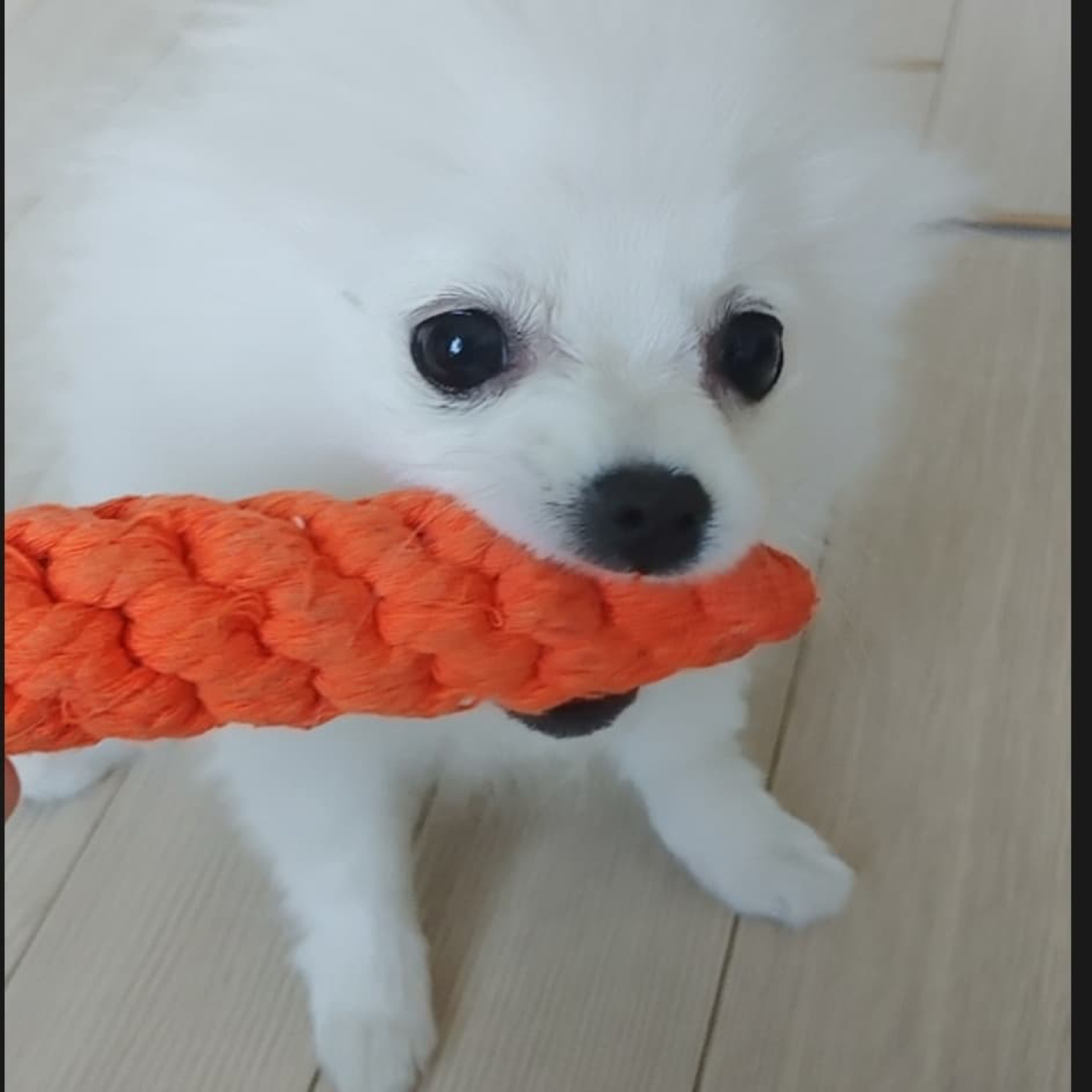 손리사