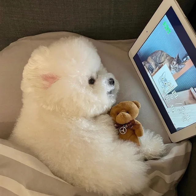 아아아웅