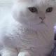 크롱이