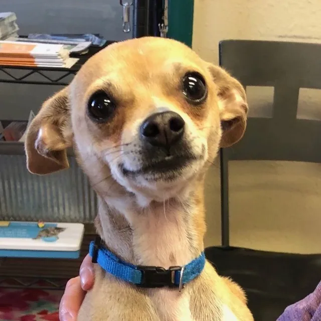 무김치
