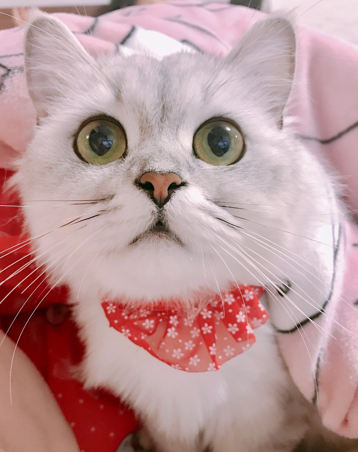 담비와별이