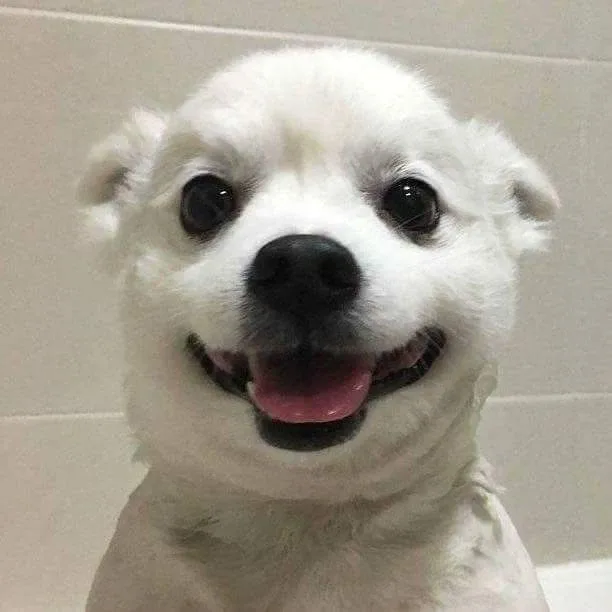 안졸리나젤리