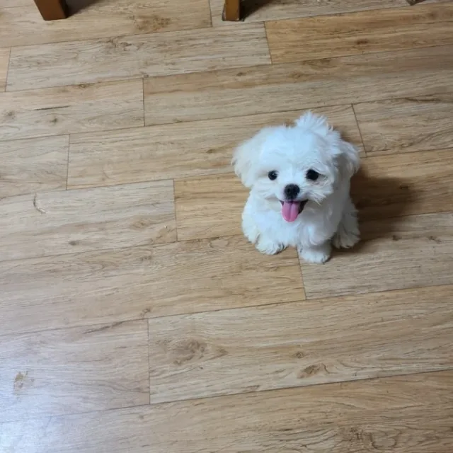 구름이