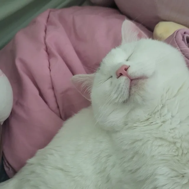 땅땅이