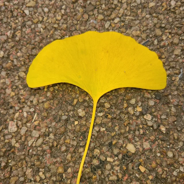 엔젤화