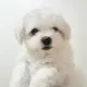 처음처럼