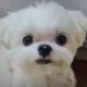 가드너