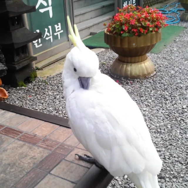 아리아