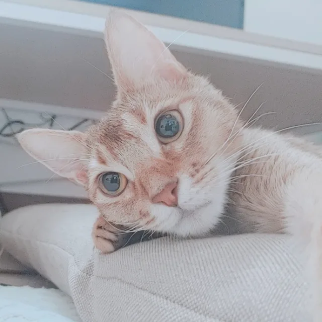 두두