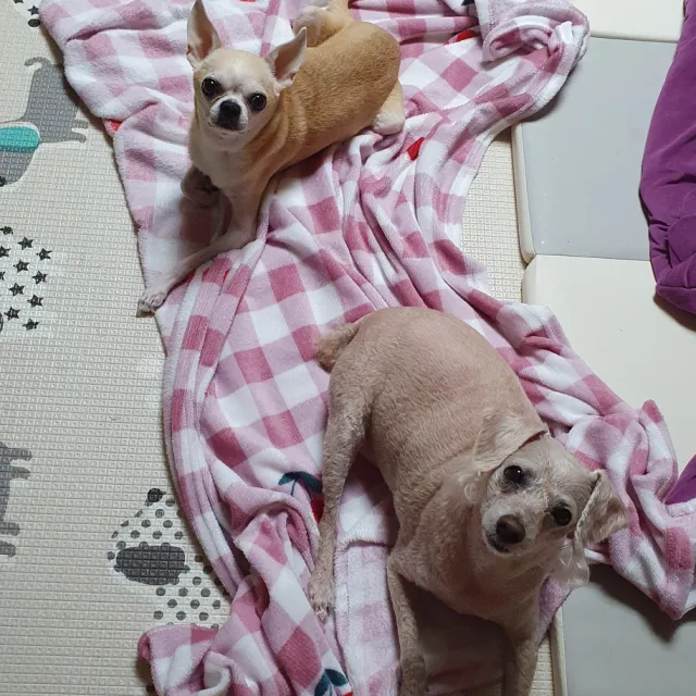 행운다복맘
