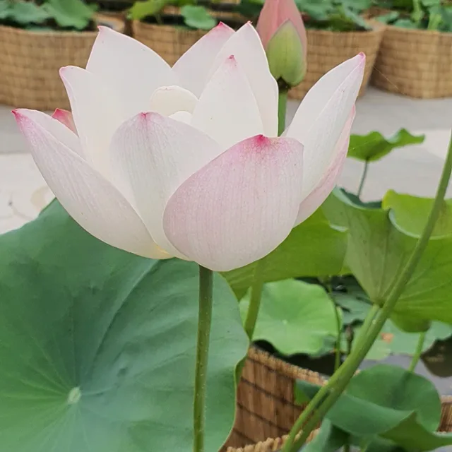 솔바람