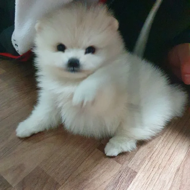 지아코
