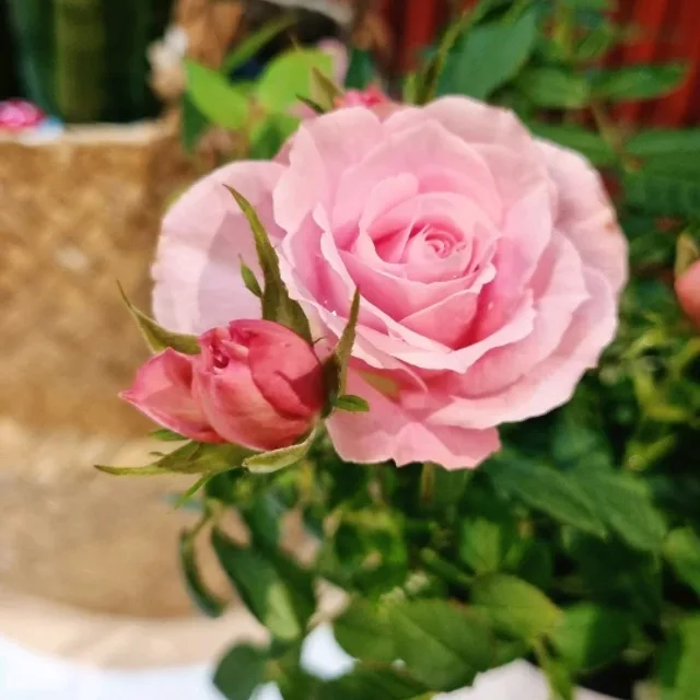 해운대