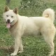 그루터기
