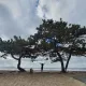 콩된장