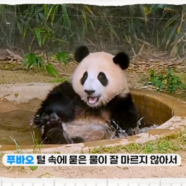 푸바오바오