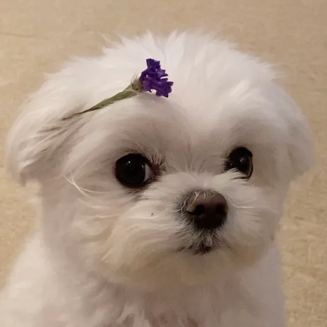 마요네즈