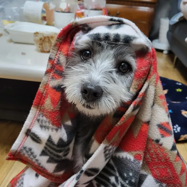 봉봉