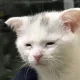 따오칭따오