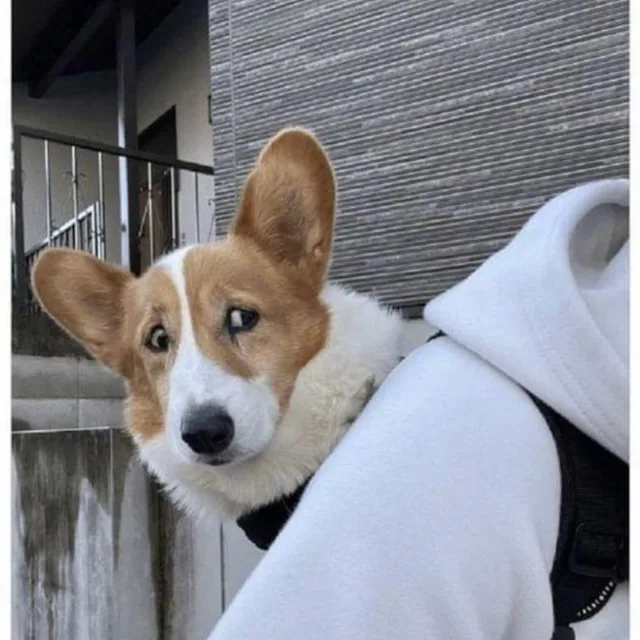 3281