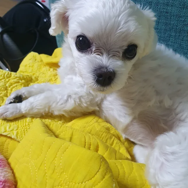 몽실만두