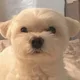 모모