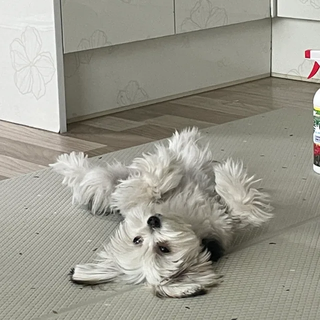 무무