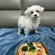 코코떡국