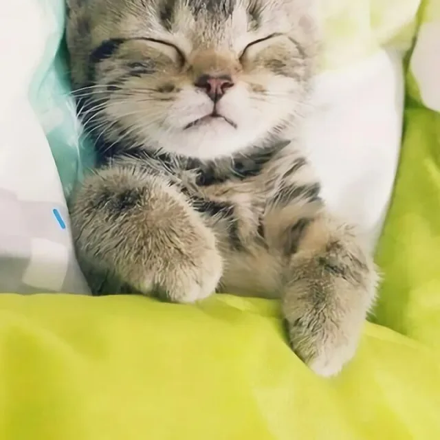 쫑이