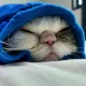 티오세하