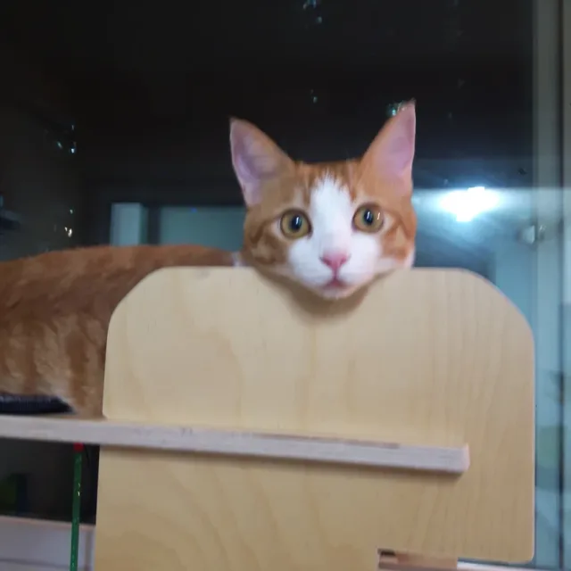 예콩이