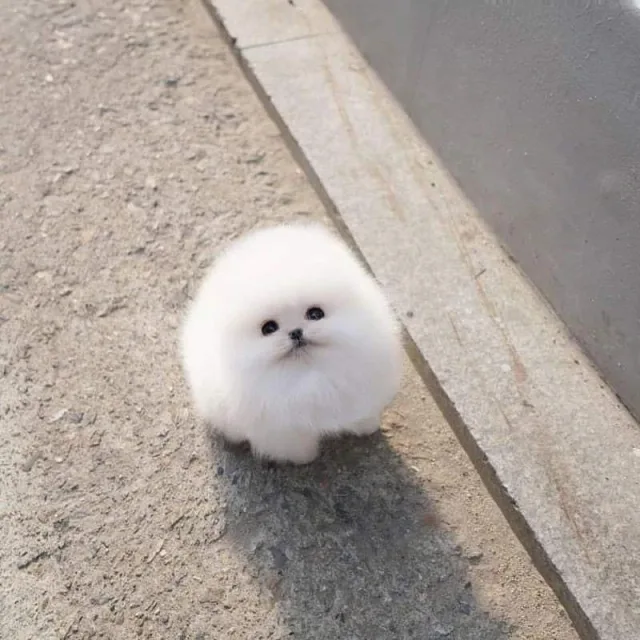 마리
