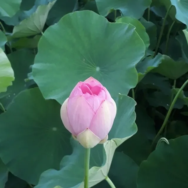 찐소다