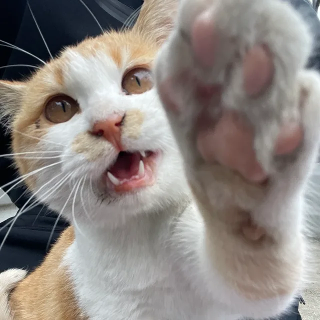 광교산호랑이