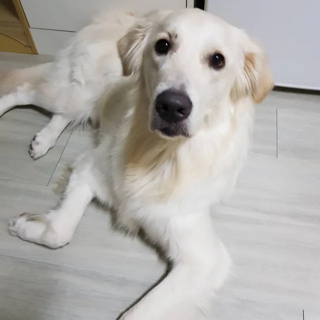 랑이애비