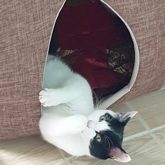 냥이