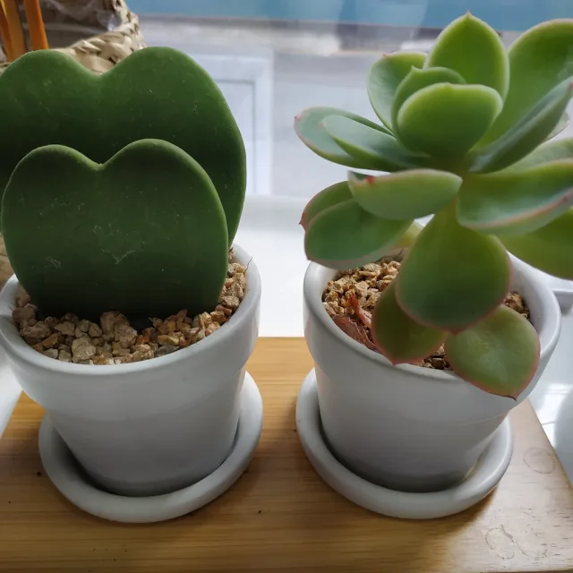 비움채움