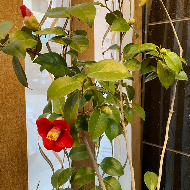 해바라기