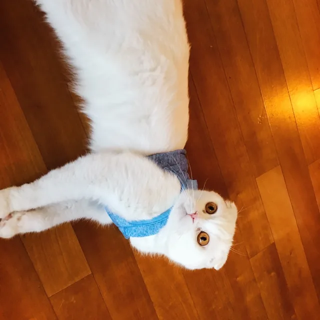네꼬