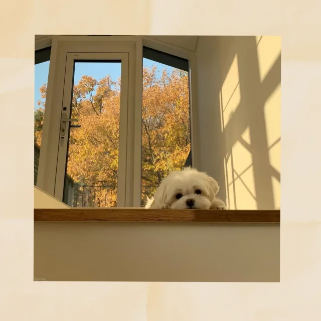 태정태세비욘세