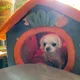 아톰
