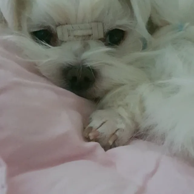 쪼꼬미