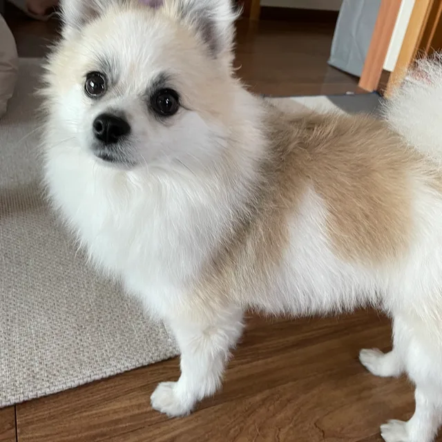 셈치면되지