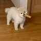 쭈니주인님