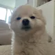 쫑쫑이