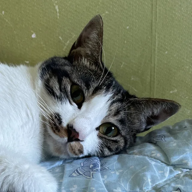 데굴