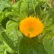 SunnyYM