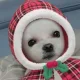 토롱이