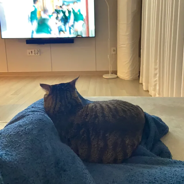 귀여운고냥이